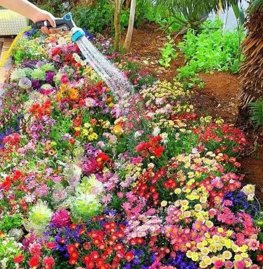 Flower Seed