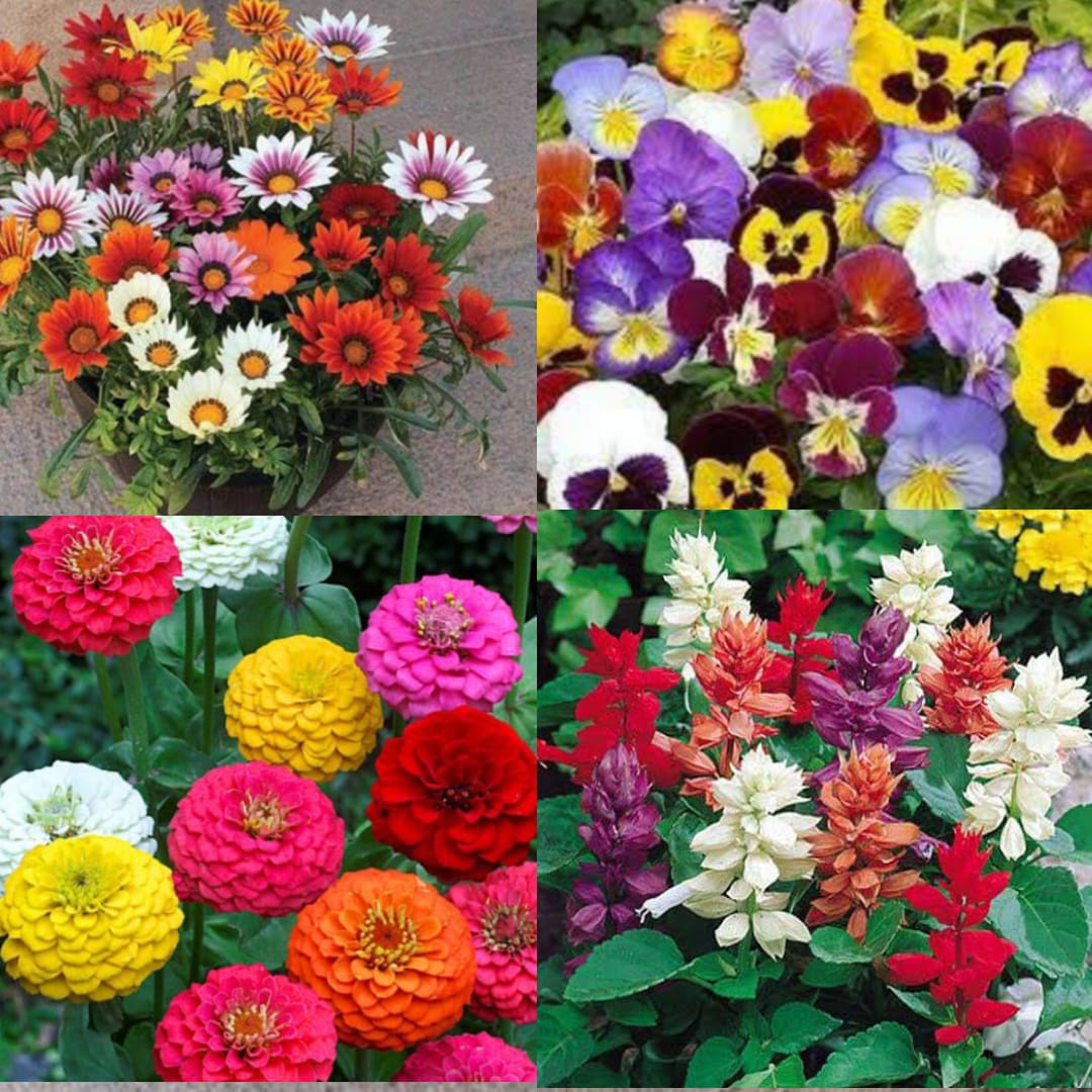 Gerbera Mix Flower Seeds | Colorful Blooming Flowers | High Germination