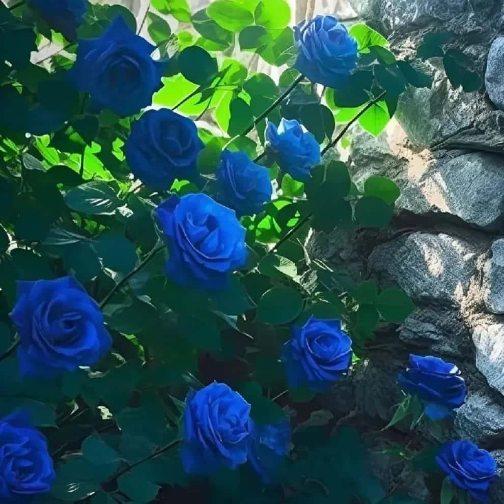 Blue Climbing Rose Seeds | Rare Blue Flower Plant | High Germination