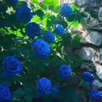 Blue Climbing Rose Seeds | Rare Blue Flower Plant | High Germination