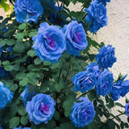 Blue Climbing Rose Seeds | Rare Blue Flower Plant | High Germination