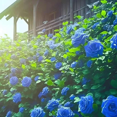 Blue Climbing Rose Seeds | Rare Blue Flower Plant | High Germination