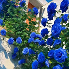 Blue Climbing Rose Seeds | Rare Blue Flower Plant | High Germination
