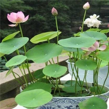 Premium Flower Seeds | Mixed Flower Seeds | High Germination