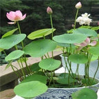 Premium Flower Seeds | Mixed Flower Seeds | High Germination