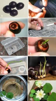 Premium Flower Seeds | Mixed Flower Seeds | High Germination