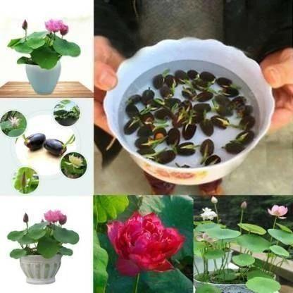Premium Flower Seeds | Mixed Flower Seeds | High Germination