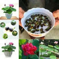 Premium Flower Seeds | Mixed Flower Seeds | High Germination
