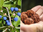 Rudraksha Plant Seeds | Sacred Tree Seeds | High Germination