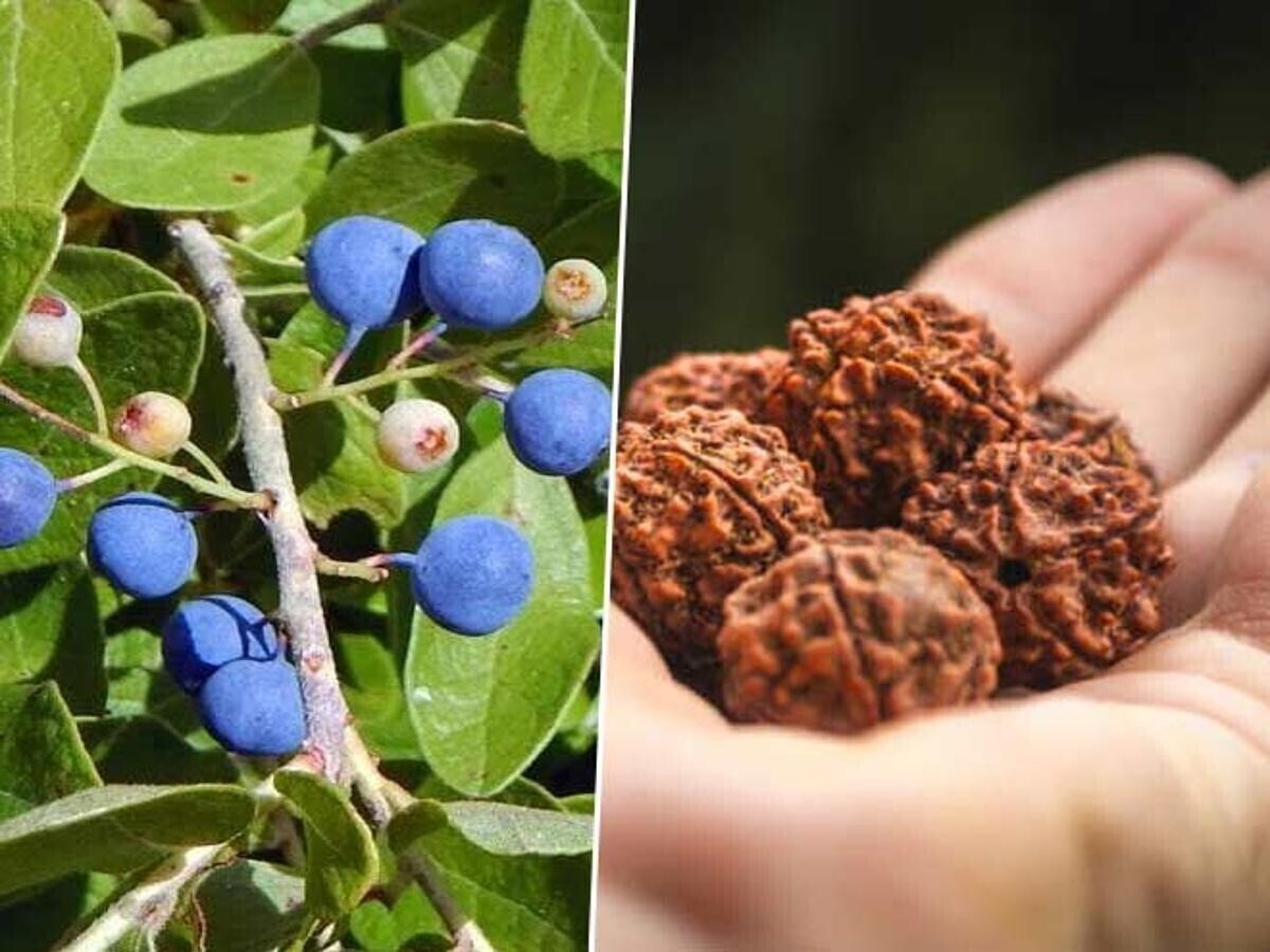 Rudraksha Plant Seeds | Sacred Tree Seeds | High Germination
