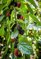 Mulberry & Blackberry Seeds Mix | Fruit Seeds | High Germination