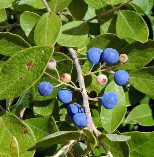 Rudraksha Plant Seeds | Sacred Tree Seeds | High Germination