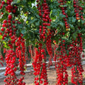 Waterfall Tomato Seeds | Hanging Tomato Plant | High Germination