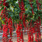 Waterfall Tomato Seeds | Hanging Tomato Plant | High Germination