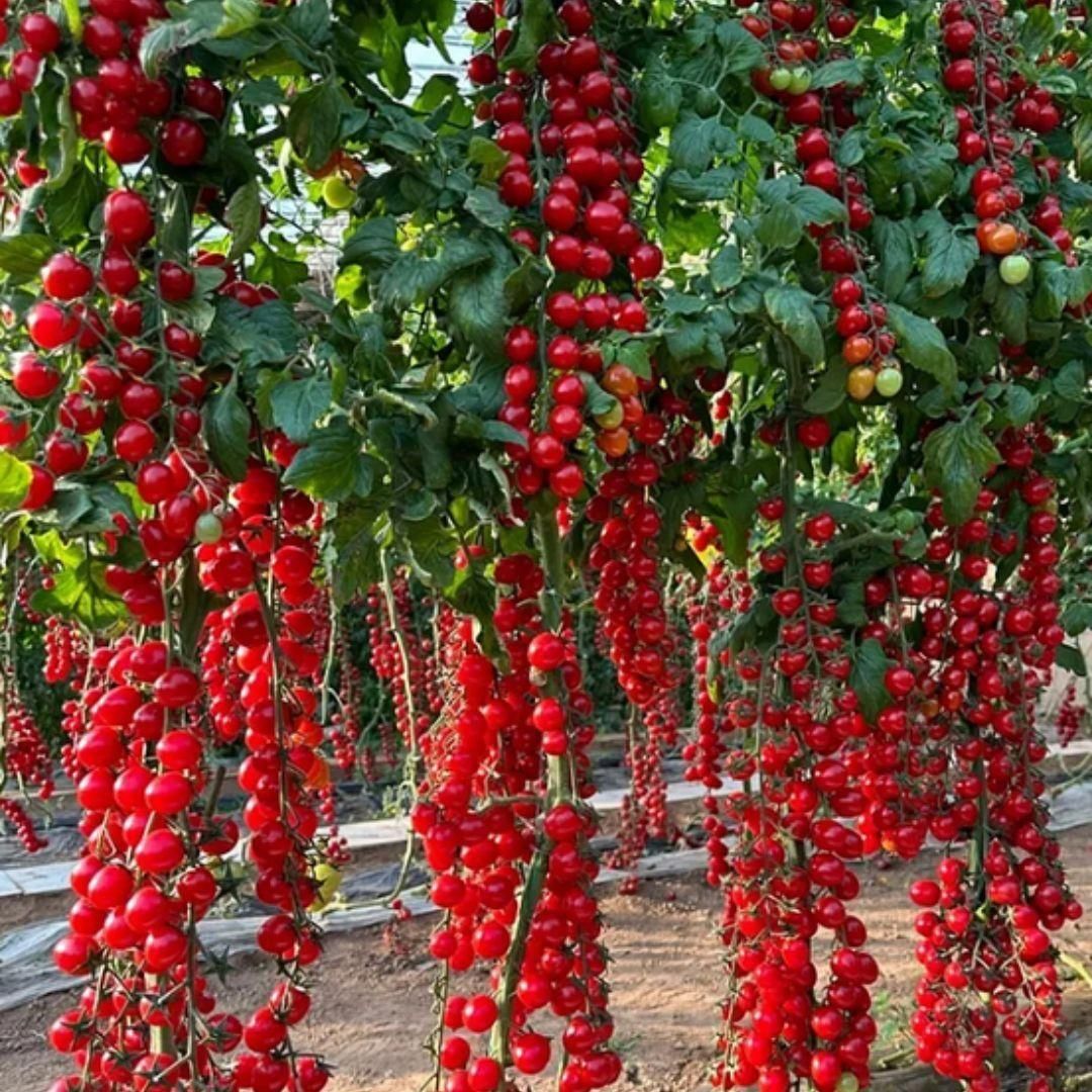 Waterfall Tomato Seeds | Hanging Tomato Plant | High Germination