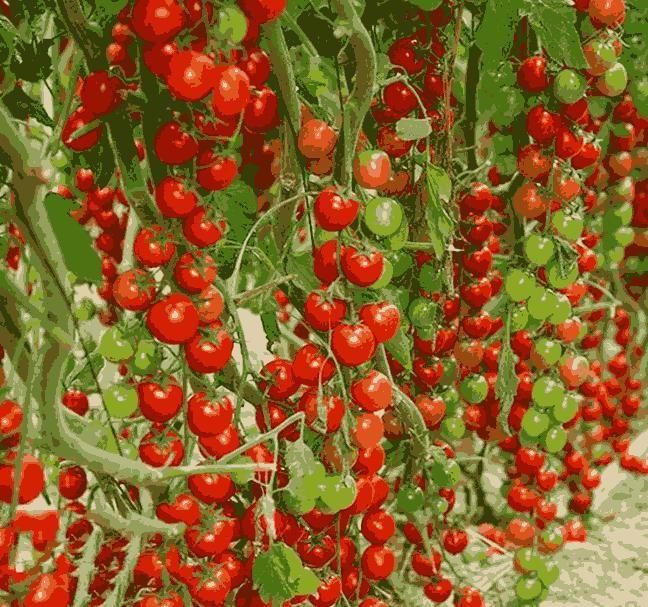 Waterfall Tomato Seeds | Hanging Tomato Plant | High Germination
