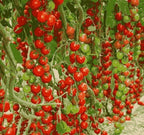 Waterfall Tomato Seeds | Hanging Tomato Plant | High Germination