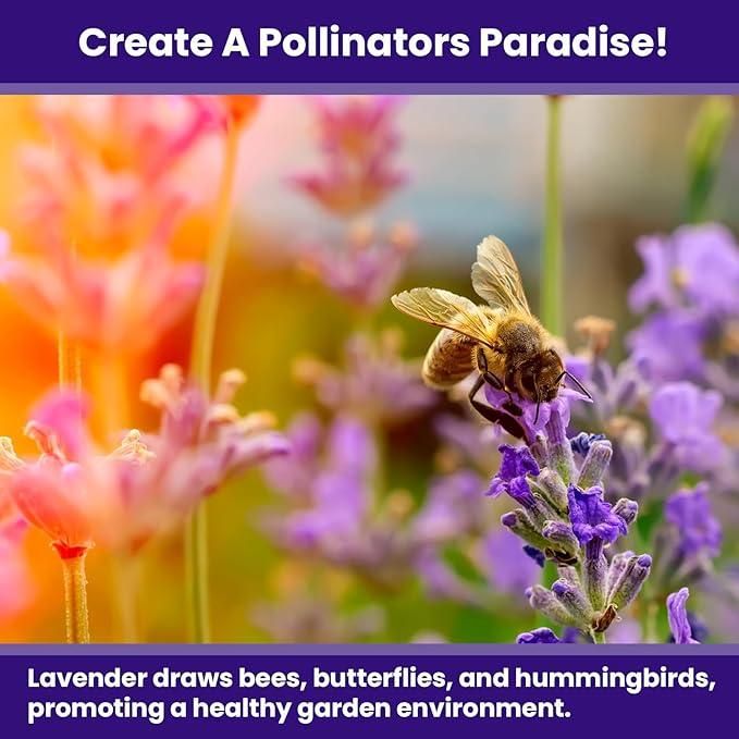Premium Lavender Seeds 350gm | Fragrant Flowers | High Germination