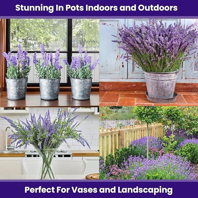 Premium Lavender Seeds 350gm | Fragrant Flowers | High Germination