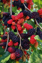 Mulberry & Blackberry Seeds Mix | Fruit Seeds | High Germination