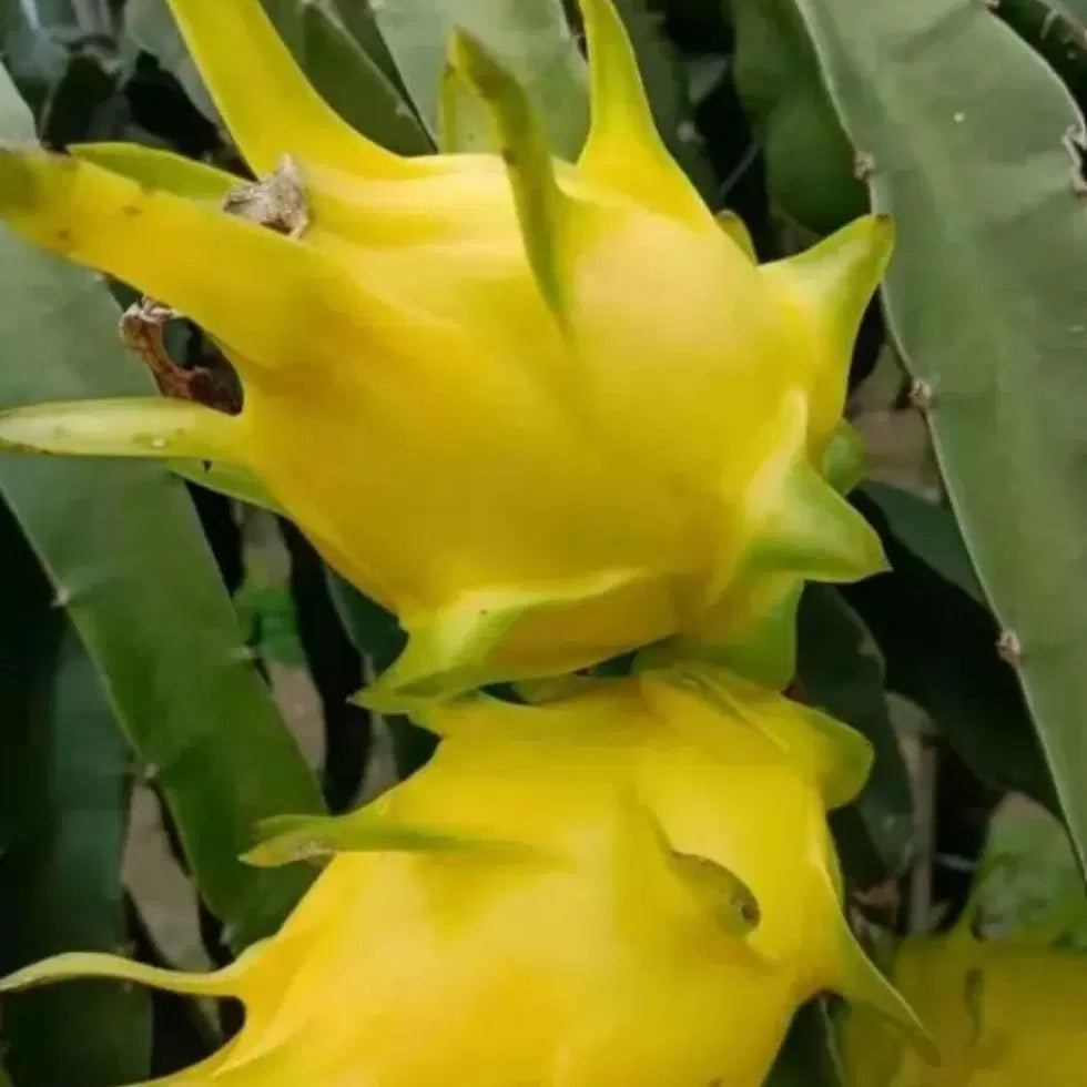 Multi Color Dragon Fruit Seeds | Exotic Fruit Plant | High Germination