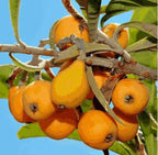 Apricot Seeds for Planting | Fruit Tree Seeds | High Germination