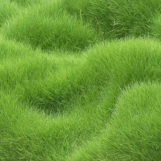 Premium Lawn Grass Seeds | Fast Growing Green Grass | High Germination