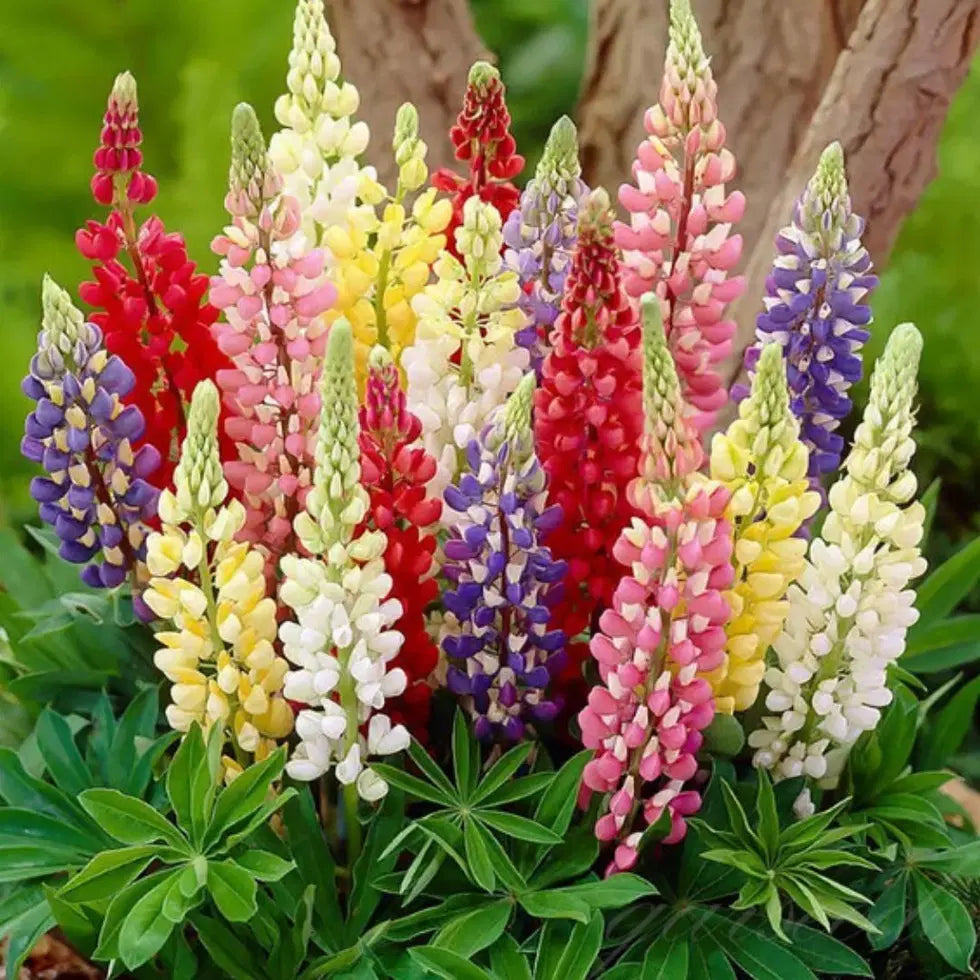 Lupine Flower Seeds | Colorful Garden Flowers | High Germination