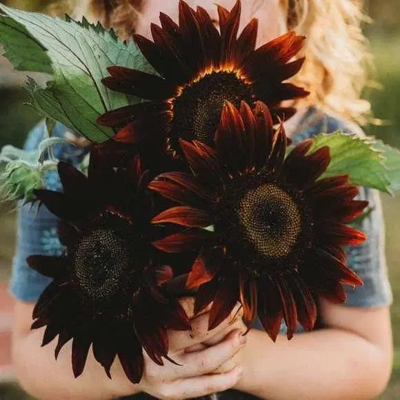 Chocolate Sunflower Seeds | Dark Brown Sunflower | High Germination