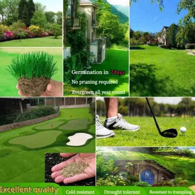 Premium Lawn Grass Seeds | Fast Growing Green Grass | High Germination