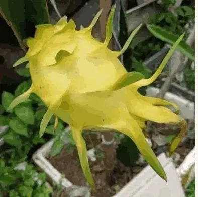 Multi Color Dragon Fruit Seeds | Exotic Fruit Plant | High Germination