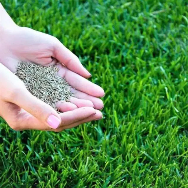 Premium Lawn Grass Seeds | Fast Growing Green Grass | High Germination