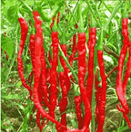 Hybrid Chilli Seeds | Fast Growing Vegetable Seeds | High Germination
