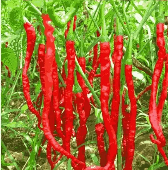Hybrid Chilli Seeds | Fast Growing Vegetable Seeds | High Germination