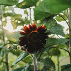 Chocolate Sunflower Seeds | Dark Brown Sunflower | High Germination