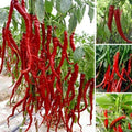Hybrid Chilli Seeds | Fast Growing Vegetable Seeds | High Germination