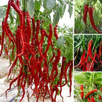 Hybrid Chilli Seeds | Fast Growing Vegetable Seeds | High Germination