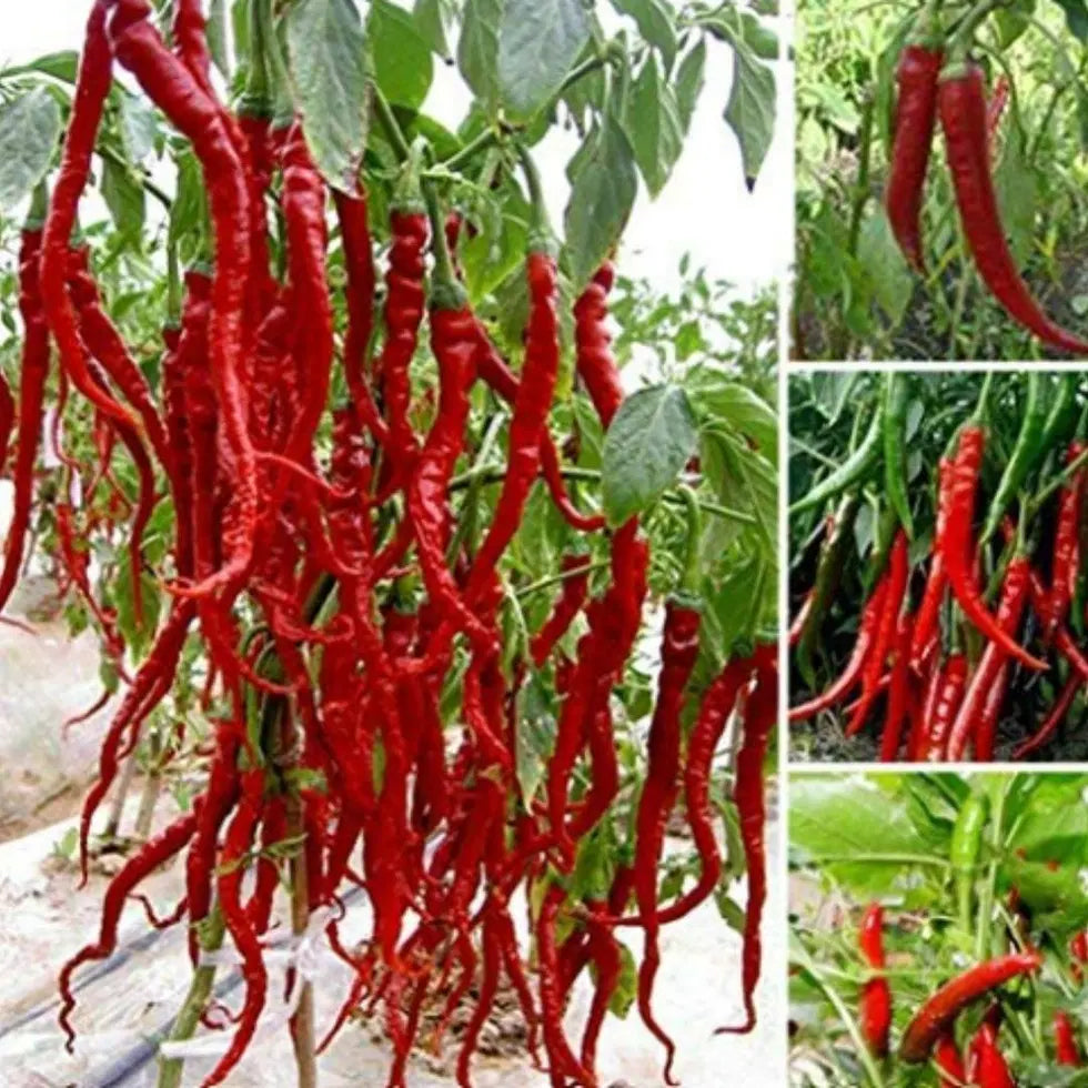 Hybrid Chilli Seeds | Fast Growing Vegetable Seeds | High Germination