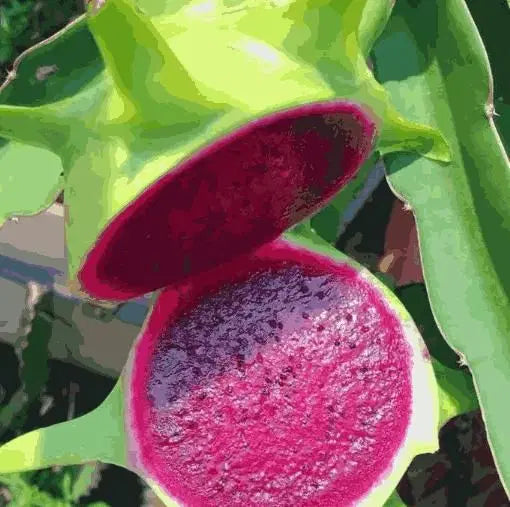 Multi Color Dragon Fruit Seeds | Exotic Fruit Plant | High Germination