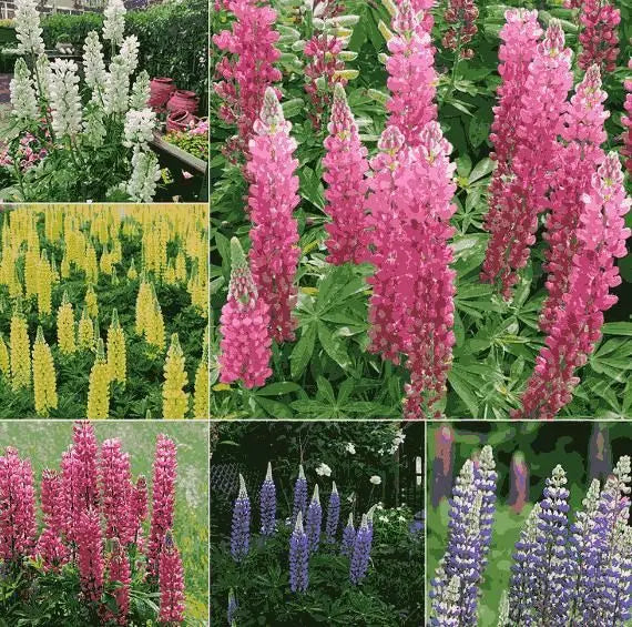Lupine Flower Seeds | Colorful Garden Flowers | High Germination