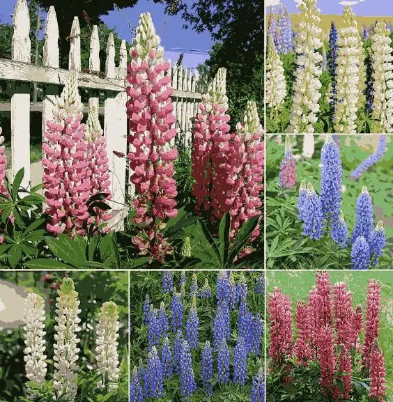 Lupine Flower Seeds | Colorful Garden Flowers | High Germination