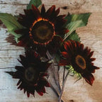 Chocolate Sunflower Seeds | Dark Brown Sunflower | High Germination