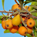 Apricot Seeds for Planting | Fruit Tree Seeds | High Germination