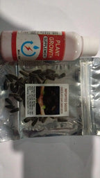 Chocolate Sunflower Seeds | Dark Brown Sunflower | High Germination